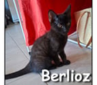 Lyon - Lyon — BERLIOZ, adorable chaton