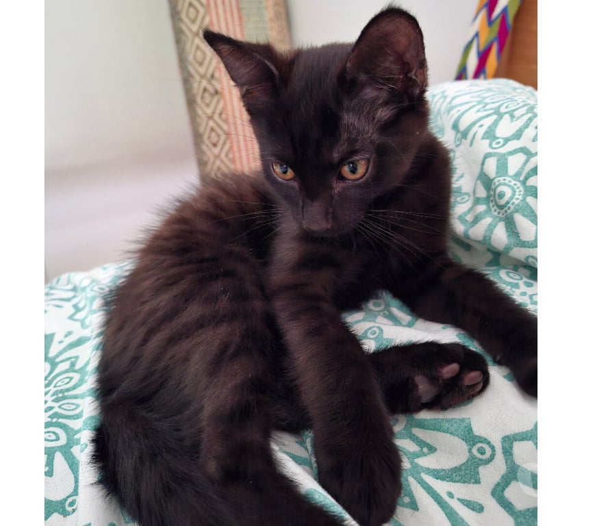 Don animaux Rhône Lyon - Photos Vivastreet BERLIOZ, adorable chaton