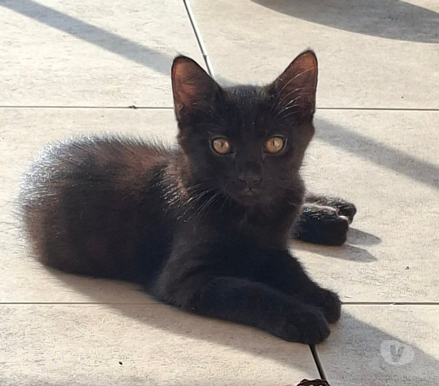 Don animaux Rhône Lyon - Photos Vivastreet BERLIOZ, adorable chaton