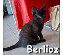 Photos Vivastreet BERLIOZ, adorable chaton