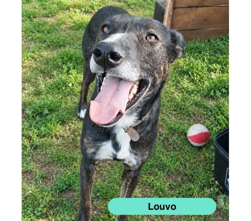 Vente Cher Bessais le Fromental - 18210 - Photos Vivastreet Louvo, podenco à adopter