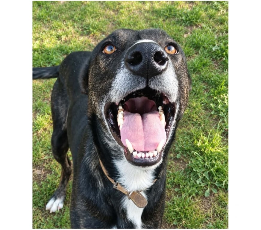 Vente Cher Bessais le Fromental - 18210 - Photos Vivastreet Louvo, podenco à adopter