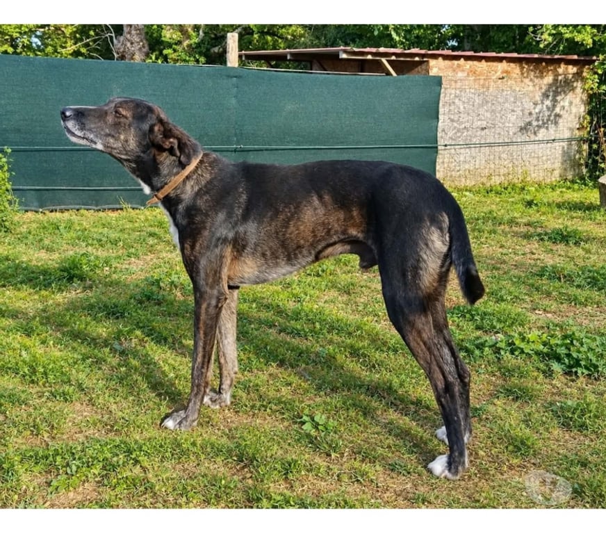 Vente Cher Bessais le Fromental - 18210 - Photos Vivastreet Louvo, podenco à adopter