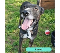 Photos Vivastreet Louvo, podenco à adopter