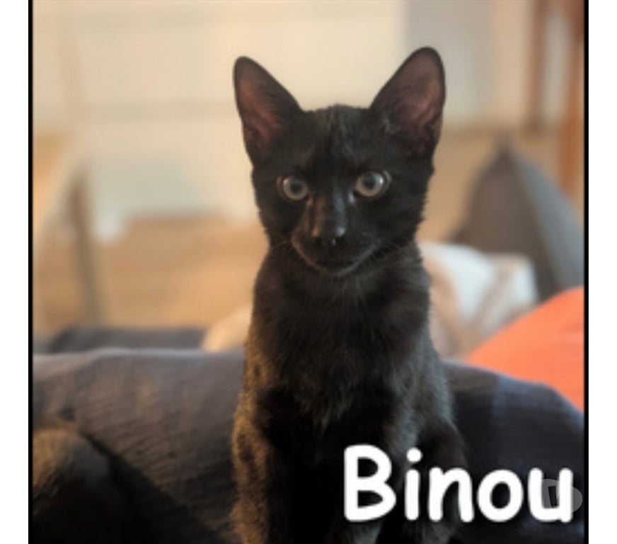 Don animaux Rhône Lyon - Photos Vivastreet BINOU, chaton très joueur et attachant