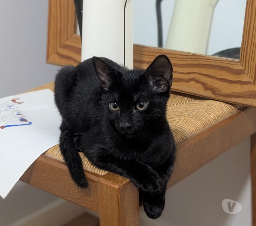 Don animaux Rhône Lyon - Photos Vivastreet BINOU, chaton très joueur et attachant
