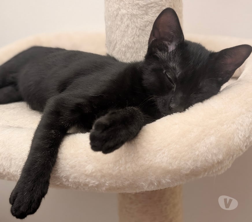 Don animaux Rhône Lyon - Photos Vivastreet BINOU, chaton très joueur et attachant