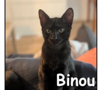 Photos Vivastreet BINOU, chaton très joueur et attachant