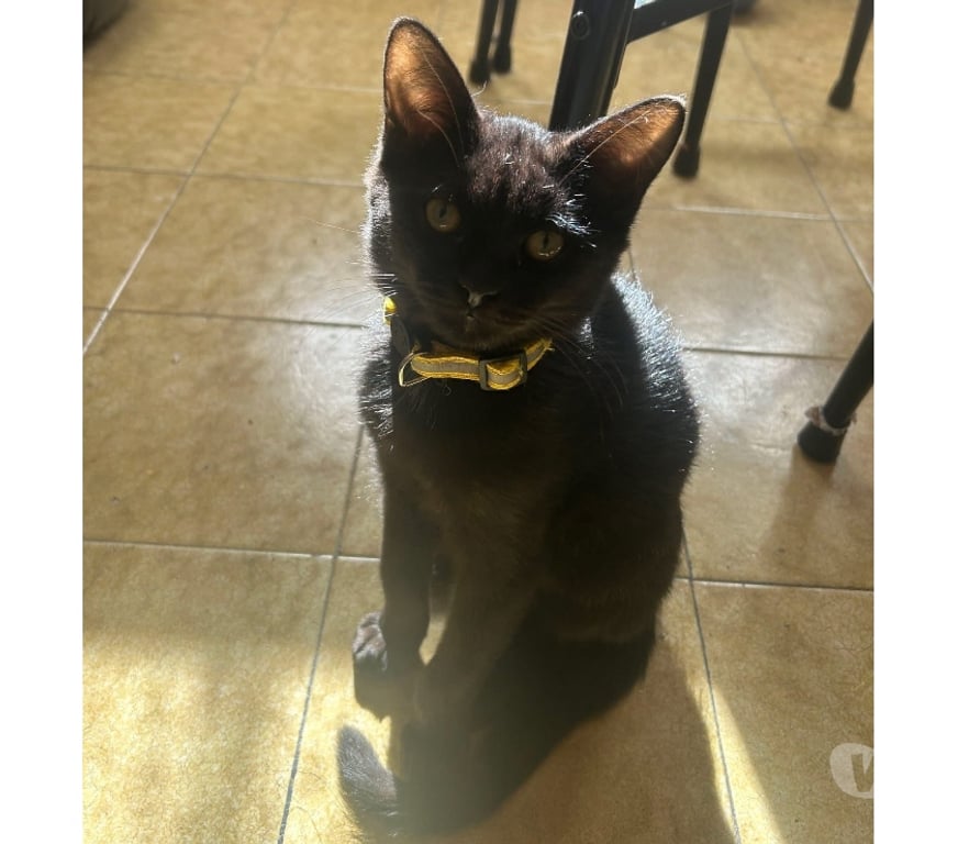 Vente Cher Foecy - 18500 - Photos Vivastreet Nox, chaton noir à adopter