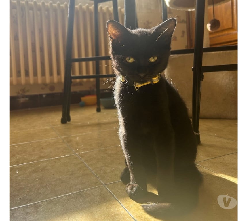 Vente Cher Foecy - 18500 - Photos Vivastreet Nox, chaton noir à adopter
