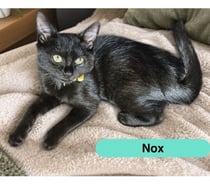 Photos Vivastreet Nox, chaton noir à adopter