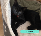 Foecy - Cher — Cookie, chaton noir à adopter