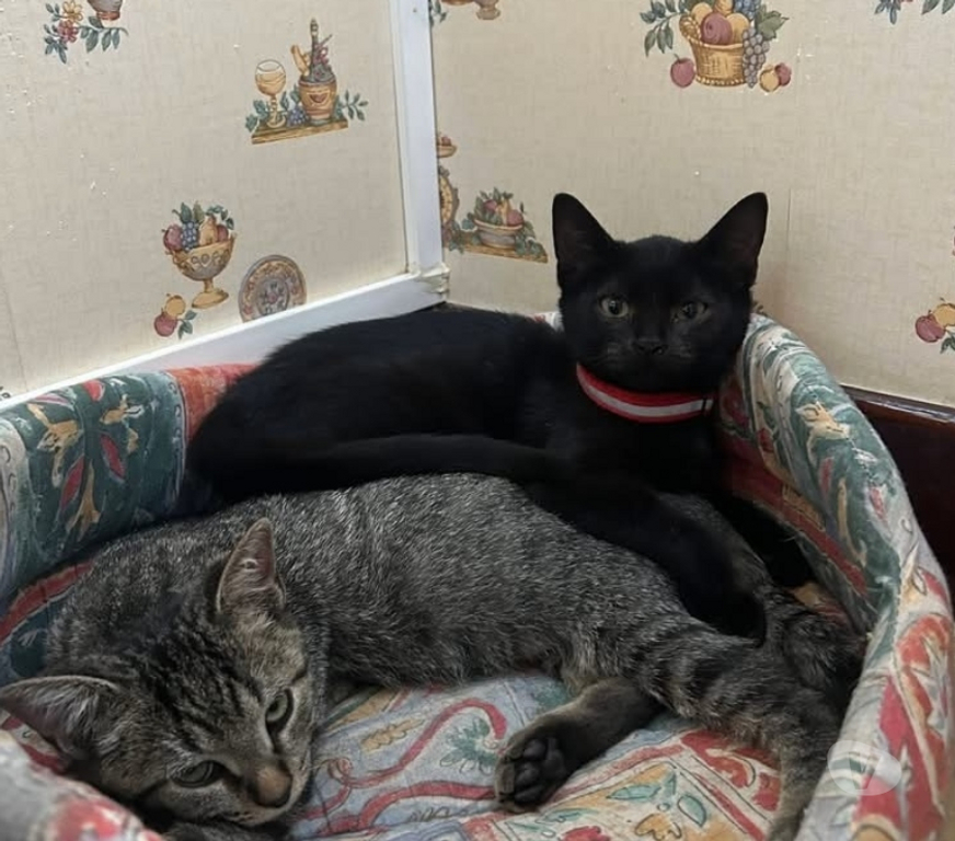 Vente Cher Foecy - 18500 - Photos Vivastreet Cookie, chaton noir à adopter