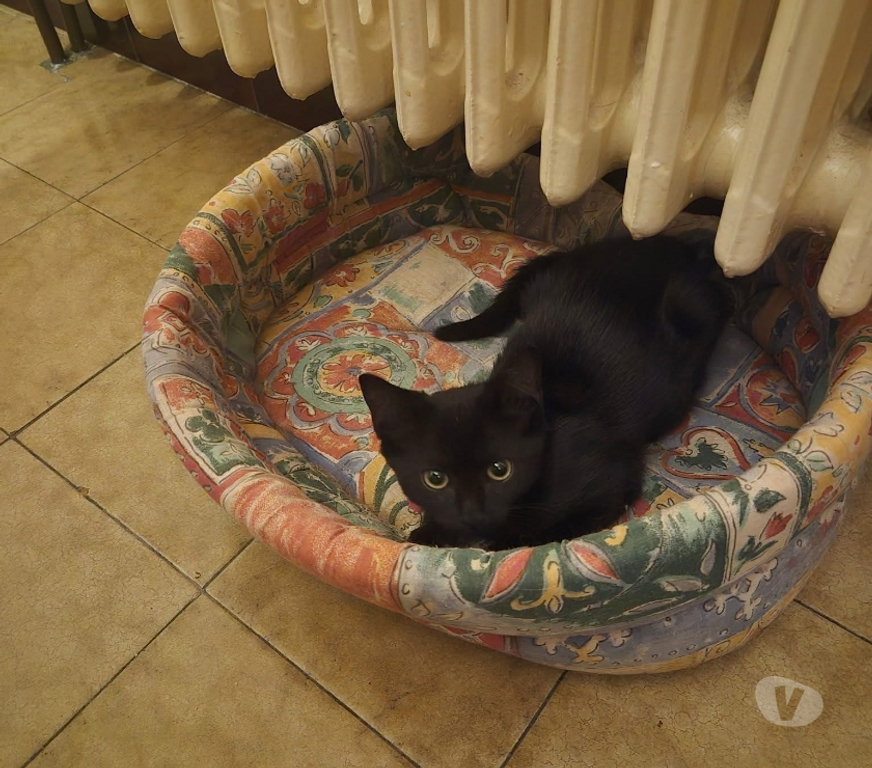 Vente Cher Foecy - 18500 - Photos Vivastreet Cookie, chaton noir à adopter