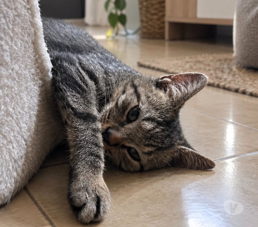 Vente Cher Foecy - 18500 - Photos Vivastreet Aelys, chaton tigré à adopter