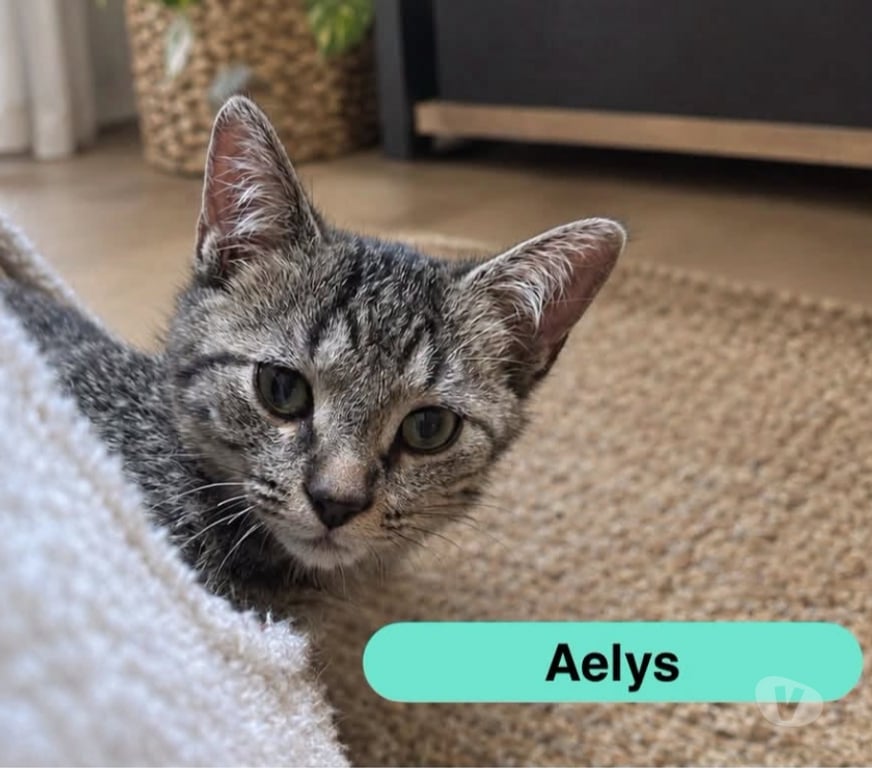 Vente Cher Foecy - 18500 - Photos Vivastreet Aelys, chaton tigré à adopter