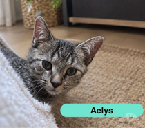 Photos Vivastreet Aelys, chaton tigré à adopter