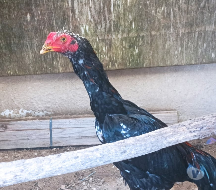 Vente Lot-et-Garonne Agen - 47000 - Photos Vivastreet Vents poules et quelque jeunes coqs de tres bonne origine