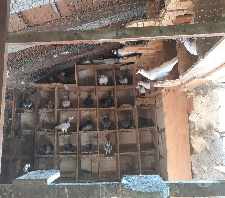 Vente Gironde Begles - 33130 - Photos Vivastreet COUPLE DE PIGEONS MOSAÏQUES ADULTES