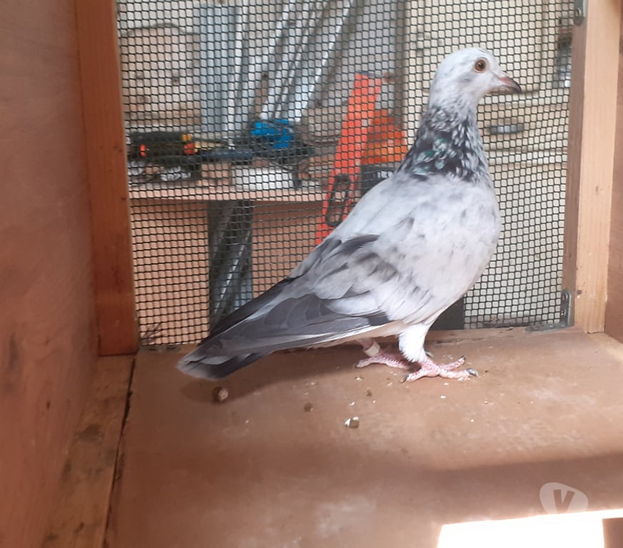 Vente Gironde Begles - 33130 - Photos Vivastreet COUPLE DE PIGEONS MOSAÏQUES ADULTES