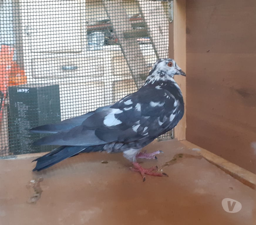 Vente Gironde Begles - 33130 - Photos Vivastreet COUPLE DE PIGEONS MOSAÏQUES ADULTES