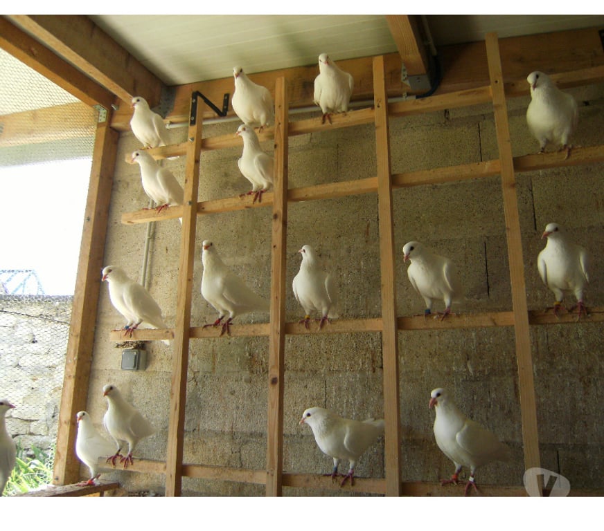 Vente Seine-et-Marne Bagneaux sur Loing - 77167 - Photos Vivastreet Pigeons reproducteurs hubbell blanc