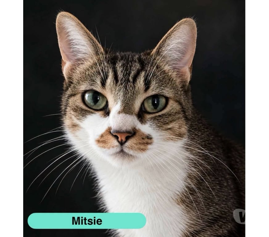Vente Cher Bessais le Fromental - 18210 - Photos Vivastreet Mitsie, gentille chatte à adopter