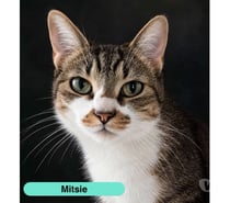 Photos Vivastreet Mitsie, gentille chatte à adopter