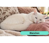 Photos Vivastreet Blanchon, magnifique chat blanc à adopter