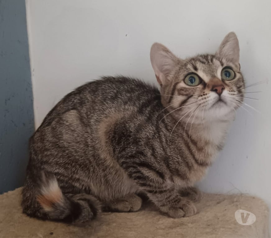 Vente Cher Bessais le Fromental - 18210 - Photos Vivastreet Bobine, chatte tigrée à adopter