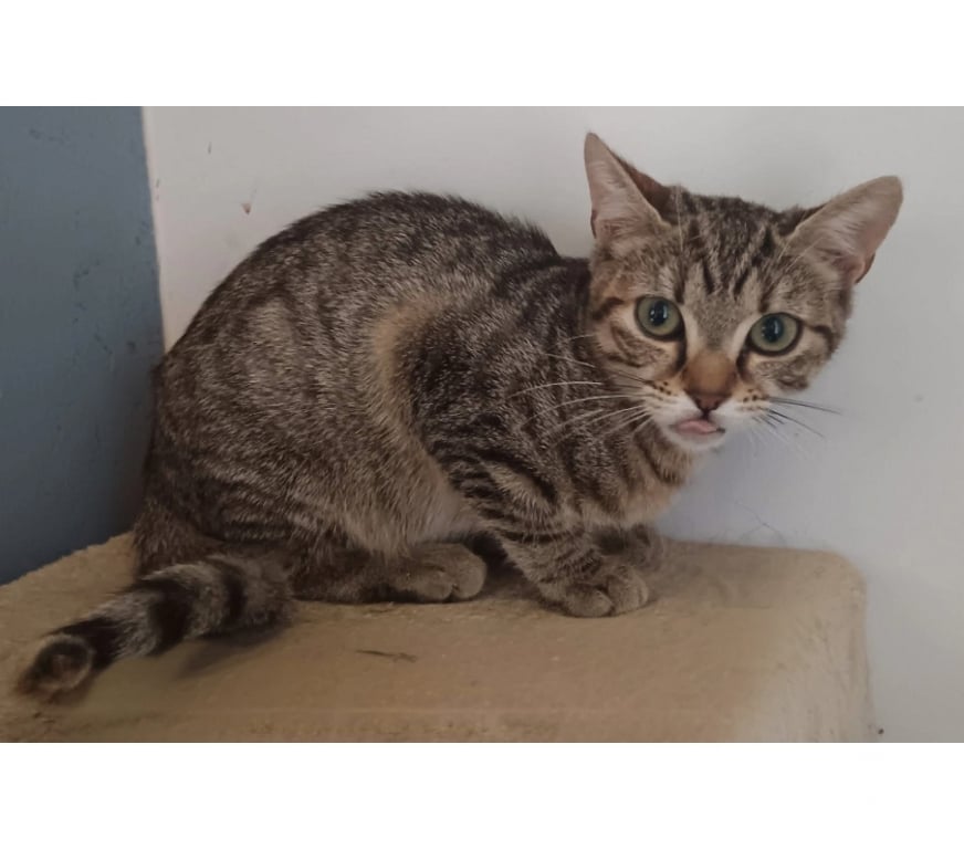Vente Cher Bessais le Fromental - 18210 - Photos Vivastreet Bobine, chatte tigrée à adopter