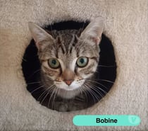 Photos Vivastreet Bobine, chatte tigrée à adopter