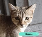 Balzane, chatte tigrée à adopter
