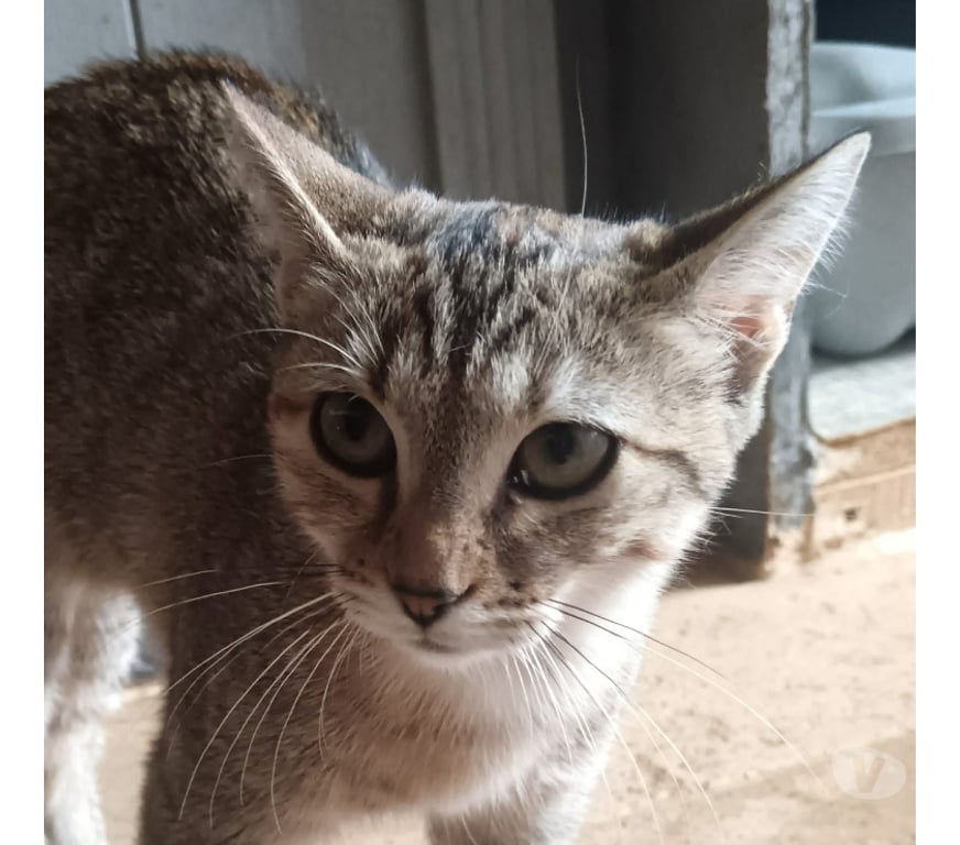 Vente Cher Bessais le Fromental - 18210 - Photos Vivastreet Balzane, chatte tigrée à adopter