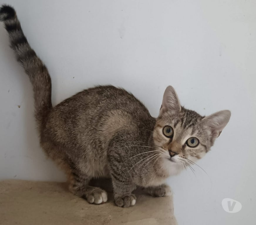 Vente Cher Bessais le Fromental - 18210 - Photos Vivastreet Balzane, chatte tigrée à adopter