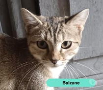 Photos Vivastreet Balzane, chatte tigrée à adopter