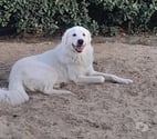 St Jean de Monts - Vendée — Chien des Pyrénées
