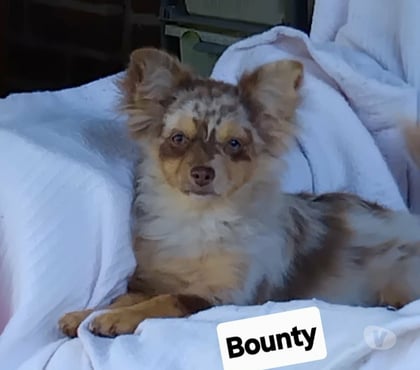 Vente animaux La Capelle Aisne - Photos Vivastreet Chiots Pomchi disponibles