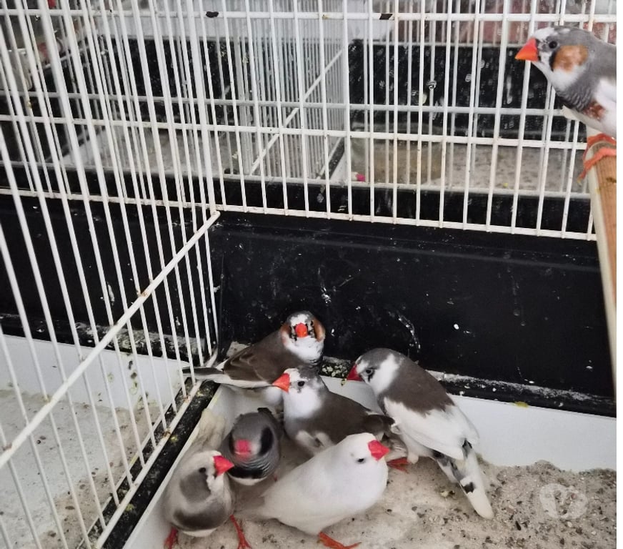 Vente Vienne Luchapt - 86430 - Photos Vivastreet Oiseaux mandarin panaché et gris