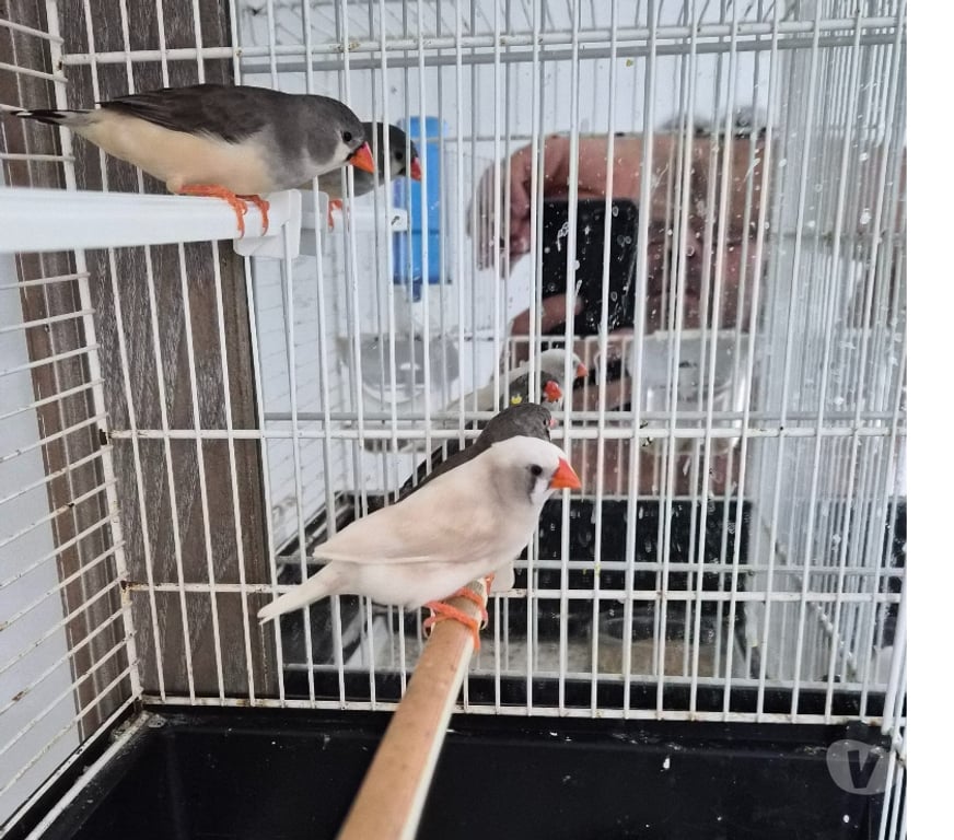 Vente Vienne Luchapt - 86430 - Photos Vivastreet Oiseaux mandarin panaché et gris