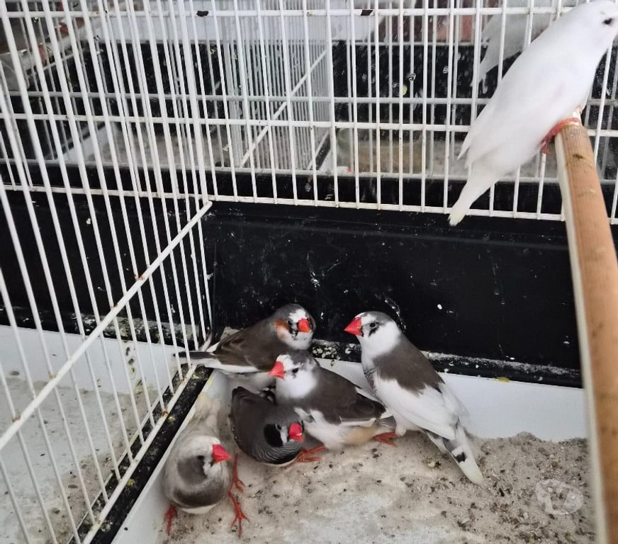 Vente Vienne Luchapt - 86430 - Photos Vivastreet Oiseaux mandarin panaché et gris