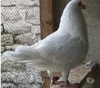 Bagneaux sur Loing - Seine-et-Marne — Pigeons de chair
