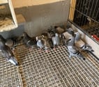 Coubron - Seine-Saint-Denis — Pigeon voyageur