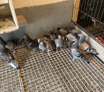 Photos Vivastreet Pigeon voyageur