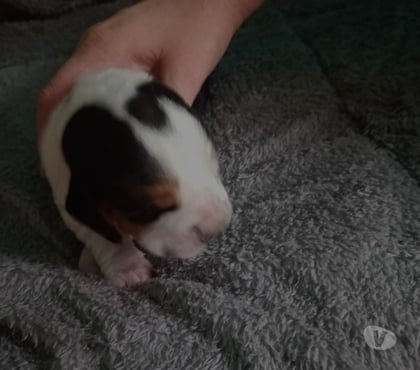 Vente animaux Vire Calvados - Photos Vivastreet A réserver petit basse houne née le 18 09 26 noir et blanc