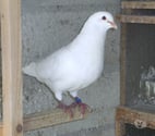 Bagneaux sur Loing - Seine-et-Marne — Pigeons reproducteurs hubbell blanc