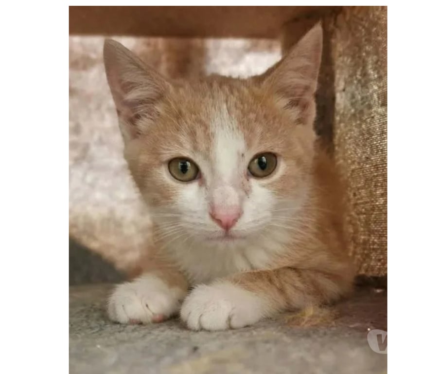 Don animaux Aude Carcassonne - Photos Vivastreet Jerry chaton roux et blanc 2mois cherche famille