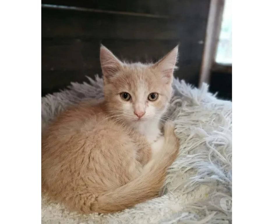Don animaux Aude Carcassonne - Photos Vivastreet Jerry chaton roux et blanc 2mois cherche famille