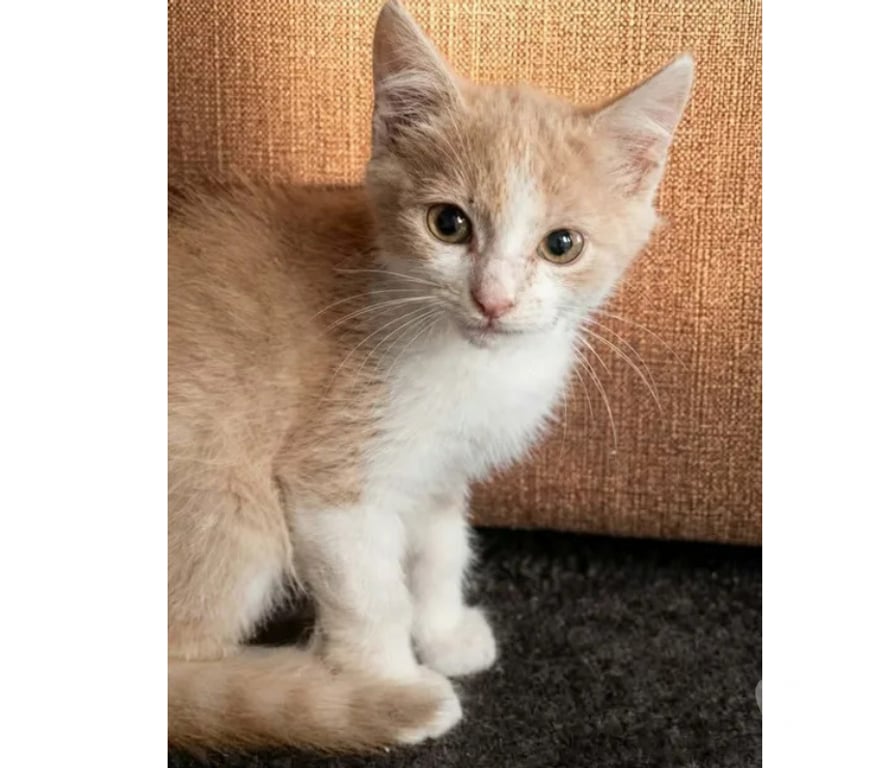 Don animaux Aude Carcassonne - Photos Vivastreet Jerry chaton roux et blanc 2mois cherche famille