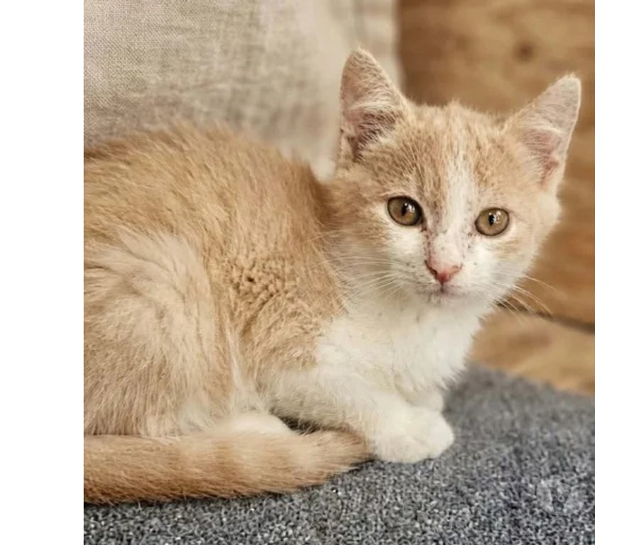 Don animaux Aude Carcassonne - Photos Vivastreet Jerry chaton roux et blanc 2mois cherche famille